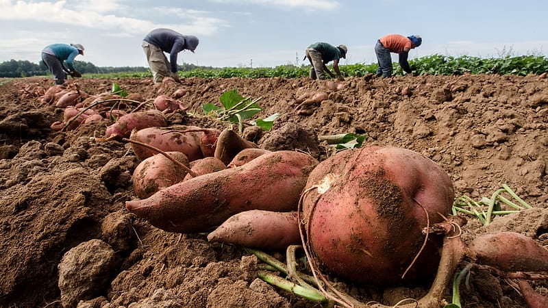 A crew of field workers moves along rows of low crops in early light with harvest crates stacked at the edge of the field.